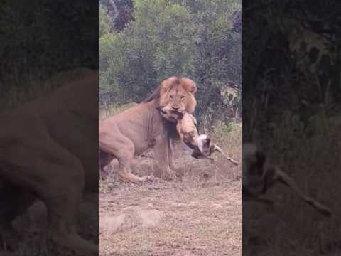 Lions and Wild Dogs: A Clash of Survival