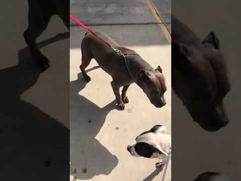 Barry, an adopted Pit Bull Terrier Mix in Eagle, ID_image-1