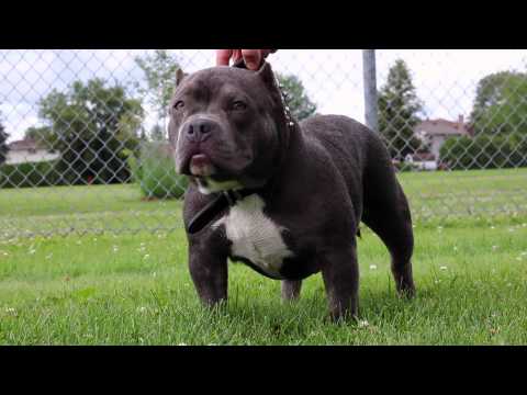 The legendary SHAOLIN pups (R.I.P)