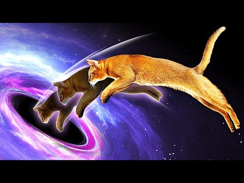 Почему черные дыры — это кот Шредингера