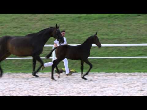 KN 12 HF v. Diarado - Ratsherr