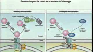 Demystifying Medicine 2015 - Mitochondria: Biology Meets Disease