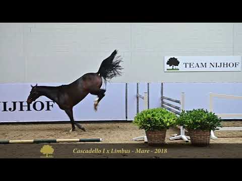 21. Coco Chanel (Cascadello I x Limbus)