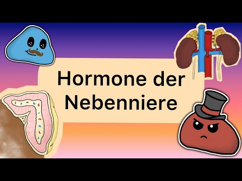 Hormone der NEBENNIERE
