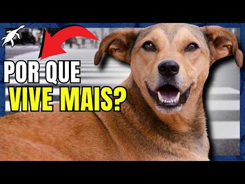 THE HIDDEN ORIGIN OF THE CARAMELO MUGGLE