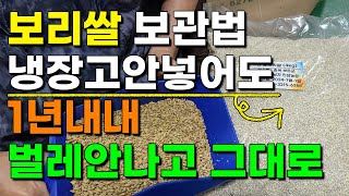 1년내내 그대로 절대 벌레 안나는 보리쌀 보관법 쉽고간단하게 - 늘보리쌀 겉보리쌀 보리쌀 판매