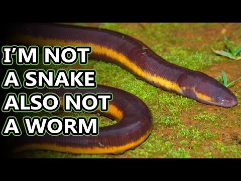 Caecilian facts: they're amphibians! | Animal Fact Files