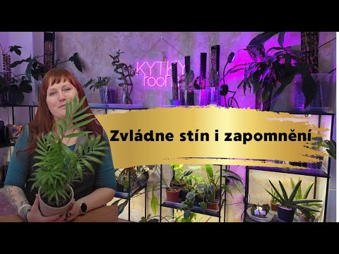 129 Chamaedora elegans a jak o ni pečovat.