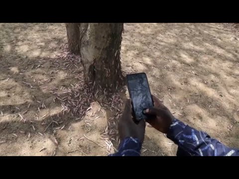 Hunting locusts with an app