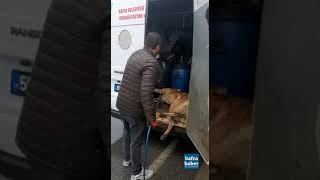 Belediye Ekipleri Yaralı Köpeği Karga Tulumba Araca Sıkıştırdı