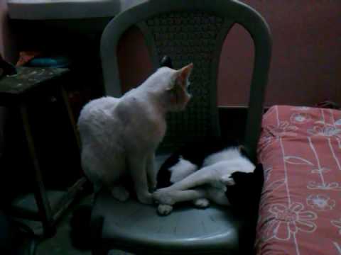 Cats lovely fighting Sayani Swarnakar