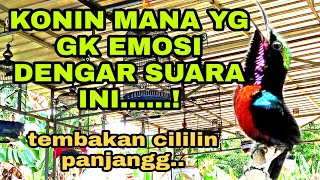 Download lagu SIMULASI LOMBA KONIN | suara tembakan jelas | di jamin konin langsung gacor mp3