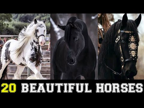 20 Most Beautiful Horses on Planet Earth 2022
