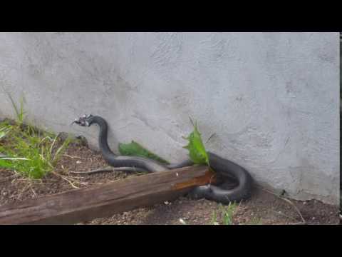 Sarpele de casa (House Snake)