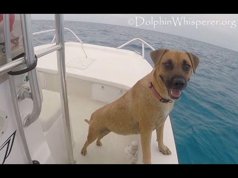 Theme: Dolphin cards e-card: dog sees dolphins from boat..