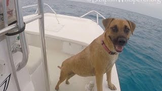 Former stray sees Wild Dolphins from Boat, Jumps In &amp; Swims Over to them!