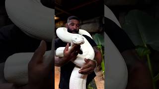 Download lagu beautiful wild animals growth mp3