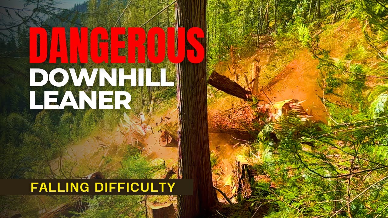 Falling and Bucking Tall Fir Trees | Heli-Logging
