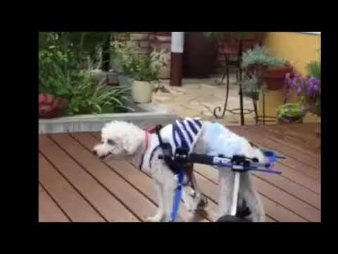 19歳のトイプードル　クリ君　犬用車椅子で歩く