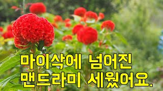 마이삭에 넘어진 맨드라미 세우기(가드닝 Vlog.20.09.03)