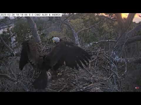 Waterfowl -  A family affair!
