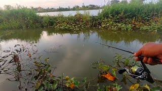 Download lagu At first I wasn't sure but it turns out the goldfish ate it too mp3