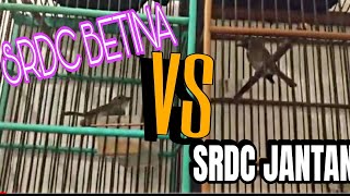 Download lagu Burung Srdc betina vs Burung srdc jantan|Narung mp3