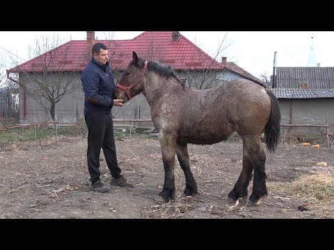 Manza Zara, Semigreu Romanesc - Cluj - 2018