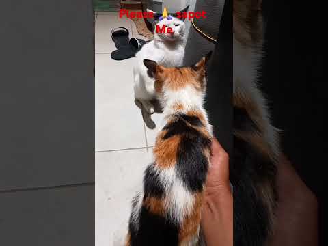 #cat #catlover #vlog #kitten #urdu #viralvideo #quran #fazilat #maqamaat #deen