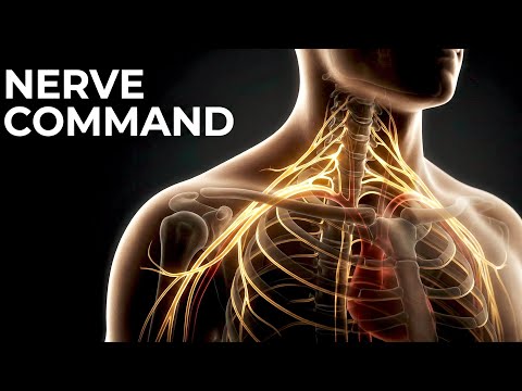Brachial Plexus Anatomy in 3D– Roots, Trunks, Divisions, Cords & Branches🗿❤️ #Anatomy3D #MedStudents