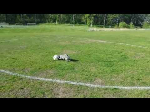 soccer dog.