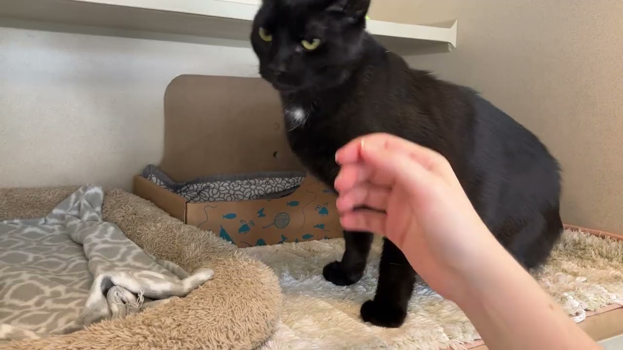 Enlarge Otto, an adopted Domestic Short Hair in Eatontown, NJ video 4/4