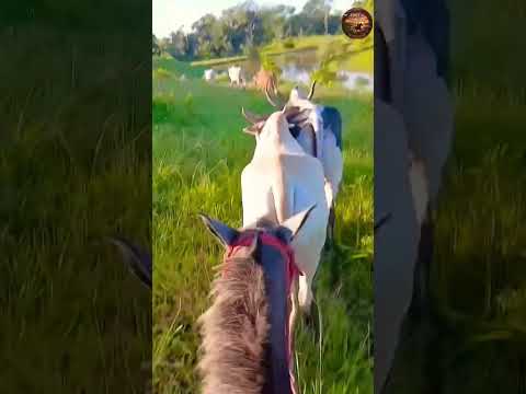 🌿 UMA CAVALEIRA, UMA ÉGUA E A VIDA SIMPLES DO ACRE! 🐴🇧🇷