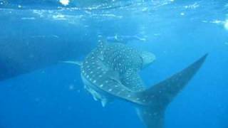 preview picture of video 'wakatobi baby whaleshark'