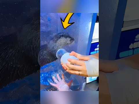 Der Otter mit dem coolsten Job der Welt 🦦💎
