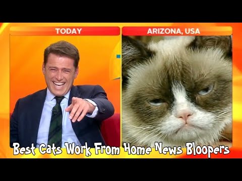 Best Cats Work From Home News Bloopers
