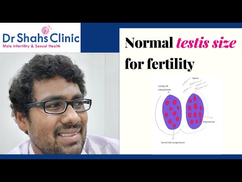 What is the normal testis size for men? Normal testis size for fertility
