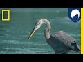Herons Have a Secret Weapon for Catching Fish: the Deathblow | National Geographic