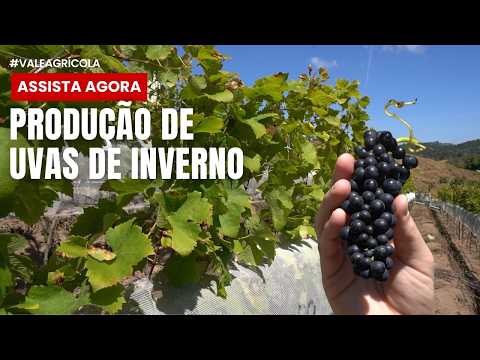 Você não vai acreditar! Conseguiram fazer uvas de inverno no Espírito Santo - e para produzir vinho!