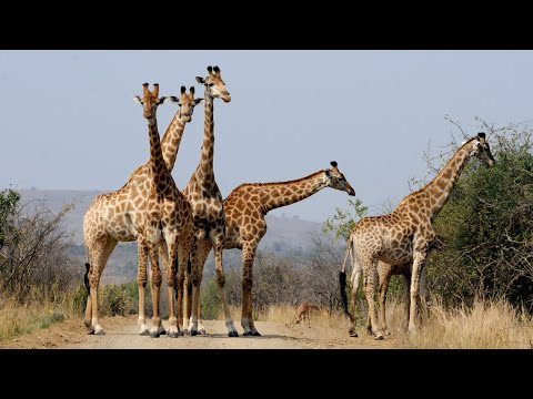 , title : 'Giraffe Facts you didn't know | Wild African Animals'