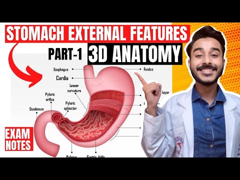 Stomach Anatomy 3D | external features of stomach anatomy | anatomy of stomach external feature
