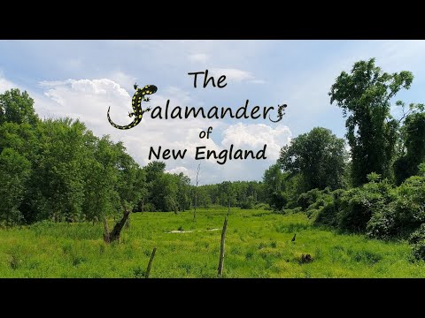 The Salamanders of New England