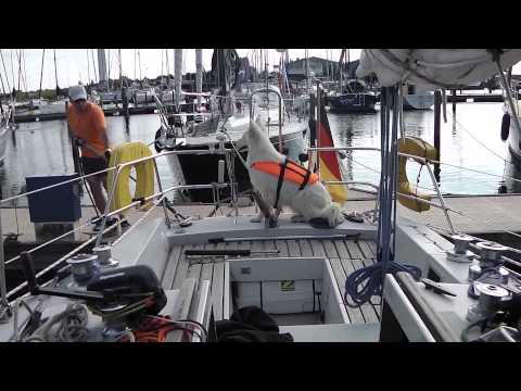 Einhandsegeln - Anlegen in der Box mit Achterspring