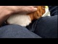 Seek Medical Assistance NOW If Your Guinea Pig Makes This Strange Noise It S In Pain