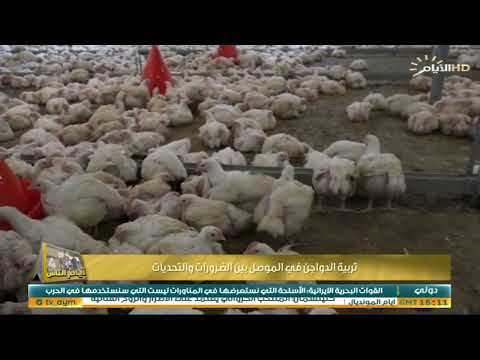 , title : 'برنامج ايام الناس، تربية الدواجن في الموصل'