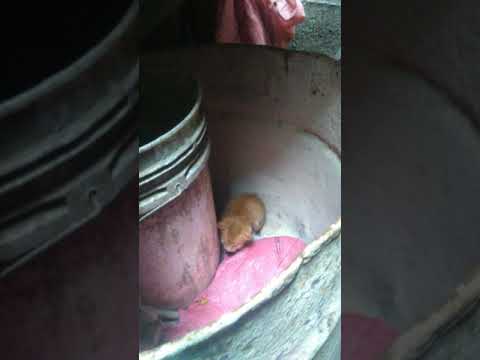 Gatitos 🐱🐱🐱🐱🐱🐱