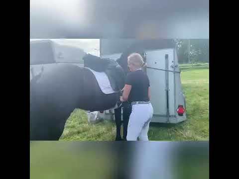 Stal Okkema's Jort - Maurits x Heinse - star stallion - 2011 - 168m