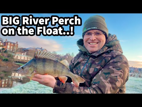 BIG River PERCH on the FLOAT..! RED LETTER Session on the River Severn!