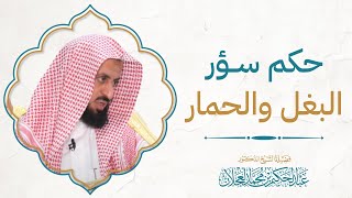 حكم سؤر البغل والحمار image