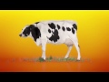 Molinet TV3 Cadí
